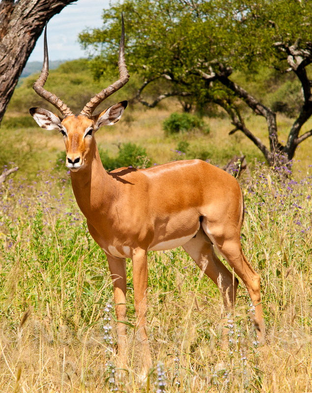 African Antelope  07